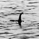 Nessie, you have some competition.